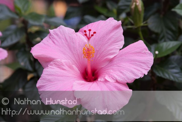 A flower on the Pearl Street Mall in Boulder, CO